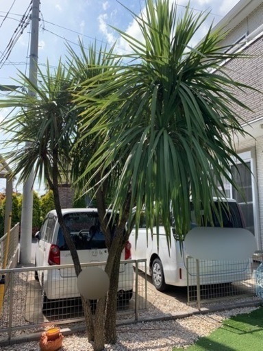 植木　ドラセナ（約3m80cm）