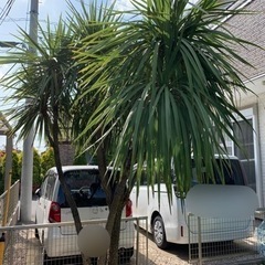 【ネット決済】植木　ドラセナ（約3m80cm）