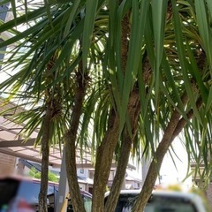 植木 ドラセナ（約3m80cm）