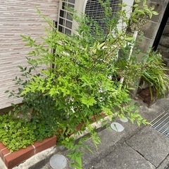 ナンテン　植物　風水