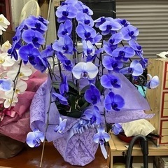 胡蝶蘭　開店祝い　紫　五本　八分咲き　陶器鉢