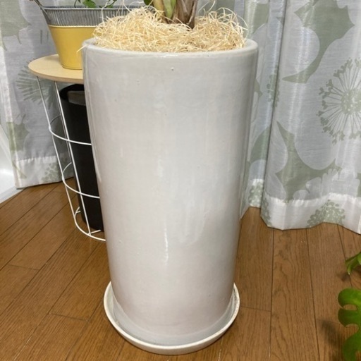 植物　陶器鉢　スタイリッシュ　ガーデニング　インテリア　ストレチア 植物 陶器鉢 スタイリッシュ ガーデニング インテリア ストレチア