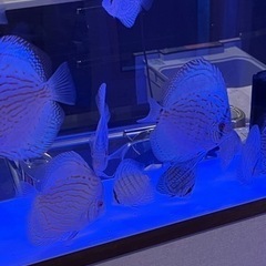 熱帯魚　ディスカス　虫食いコバルト　15匹まとめて 熱帯魚 ディスカス 虫食いコバルト 15匹まとめて