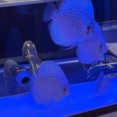 熱帯魚 ディスカス 虫食いコバルト 15匹まとめて