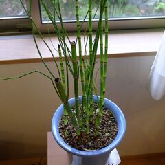 超古代観葉植物トクサの鉢植え