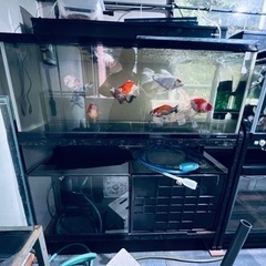 120×45×45cm水槽セット 生体込みで