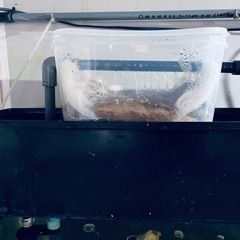 120×45×45cm水槽セット 生体込みで