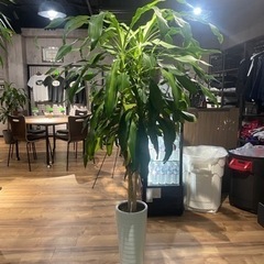 観葉植物差し上げます。