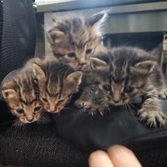 生後一ヶ月程度　キジトラ子猫4匹