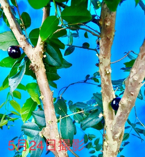 ジャボチカバ 特選 四季なり植木