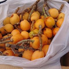 交渉中 枇杷 ビワ 26日収穫分 2キロ超 果物 フルーツ