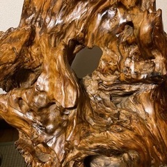 屋久杉　油瘤オブジェ