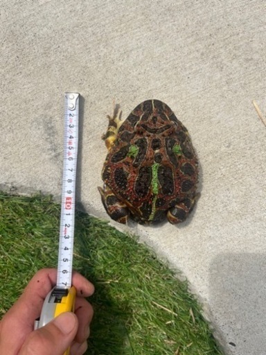 ベルツノガエル スーパーレッド 【水槽・ヒーター付き】