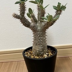 【パキポディウム　ホロンベンセ】 大株！