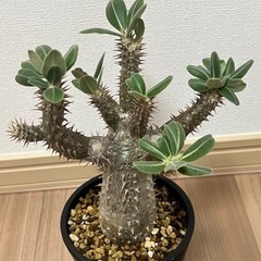 【パキポディウム　ホロンベンセ】 大株！