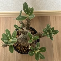 【パキポディウム　ホロンベンセ】 大株！