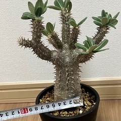 【パキポディウム　ホロンベンセ】 大株！