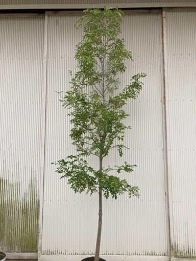 シマトネリコ 庭木 植木 特大 常緑