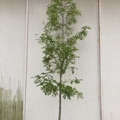 シマトネリコ 庭木 植木 特大 常緑