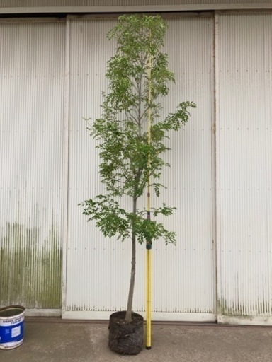 シマトネリコ　庭木　植木　特大　常緑