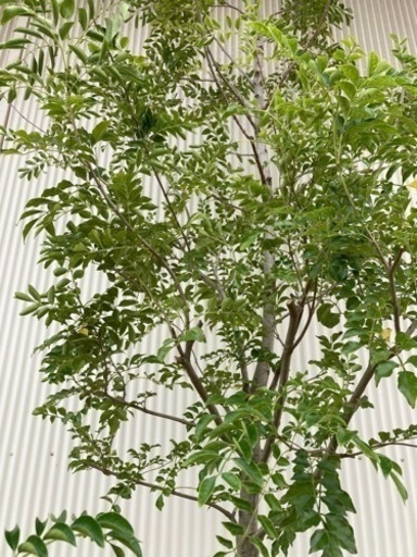 シマトネリコ　庭木　植木　特大　常緑