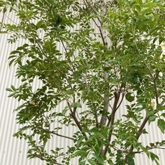 シマトネリコ 庭木 植木 特大 常緑