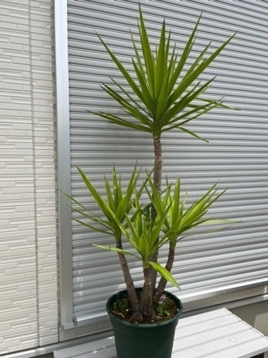 植木　ユッカ ギガンティア