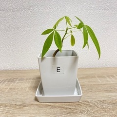 【受付終了】観葉植物 パキラ 実生苗(E)