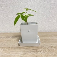 【受付終了】観葉植物 パキラ 実生苗(F)