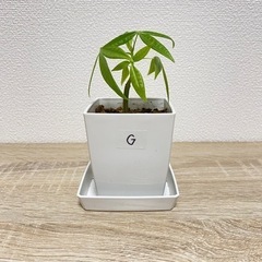 【受付終了】観葉植物 パキラ 実生苗(G)