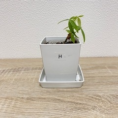 【受付終了】観葉植物 パキラ 実生苗(H)