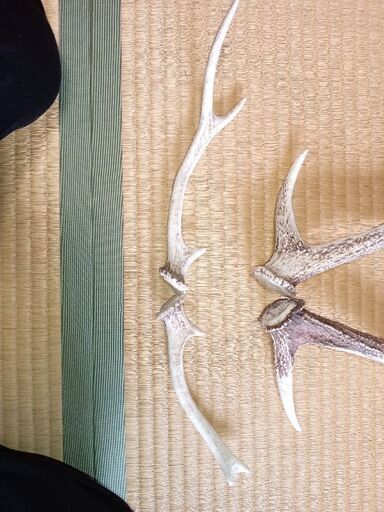 徳島 鹿の角 10本セット