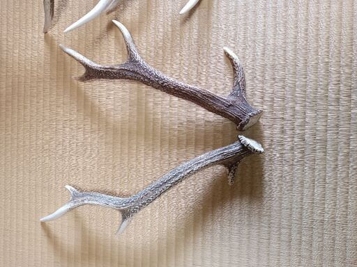 徳島　鹿の角　10本セット 徳島 鹿の角 10本セット