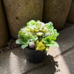 多肉植物 寄せ植え カット苗 10種類