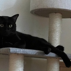 黒猫 1歳