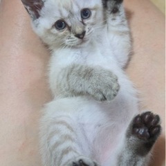 生後約2ヶ月ぐらいの白猫ちゃん♡