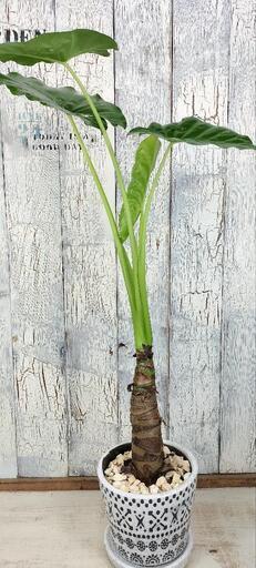 クワズイモ　観葉植物