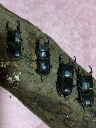 クワガタ採集同行します。