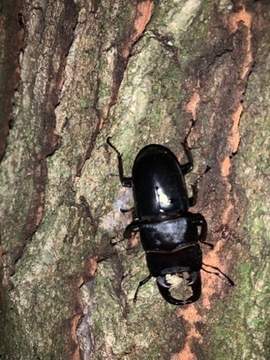 クワガタ採集同行します。