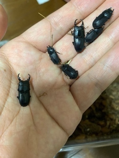 クワガタ採集同行します。