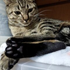 キジオス　8ヶ月　仮名のりたま - 猫