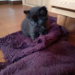 ちびっこ黒ネコちゃん♪ − 徳島県
