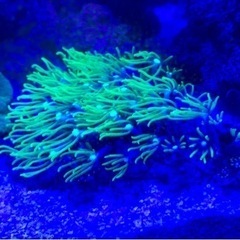 サンゴ、海水魚、スターポリプ蛍光グリーン