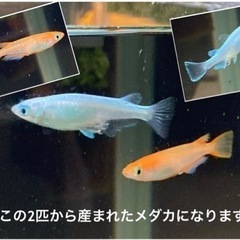 メダカ (稚魚)20匹＋水草