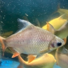 ゴーストレッドフィンバルブ　熱帯魚