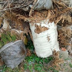 松の木や細竹。しっかり乾かしてます。焚付にいかがでしょうか?