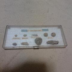貝の化石(他商品購入者に差し上げます)