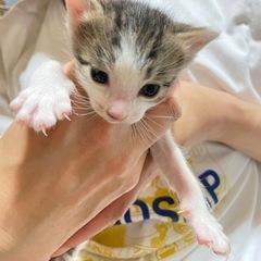 4匹の子猫の里親募集 − 福島県