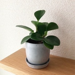 観葉植物　ペペロミア・ジェイド(13)　16cm　おしゃれな2号...