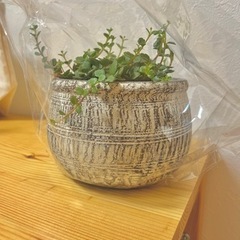 植物＋植木鉢　花が咲きます🌸